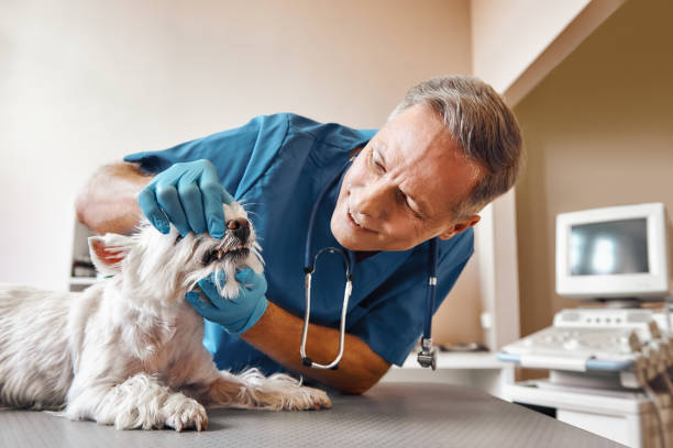 Best Emergency Tooth Extraction in Homewood, IL